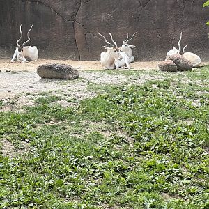 Addax