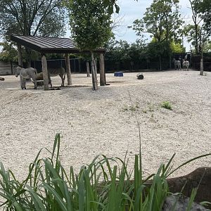 Grevy’s Zebra Exhibit