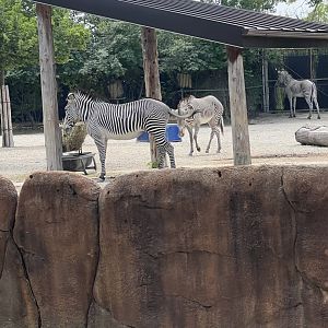 Grevy’s Zebra Exhibit