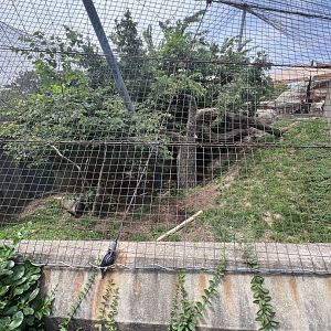Leopard Exhibit