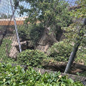 Snow Leopard Exhibit