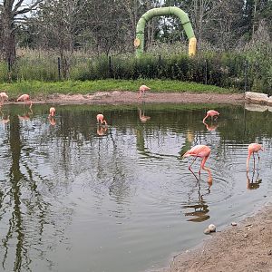 American Flamingo