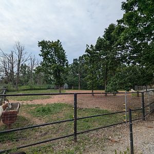 Scimitar horned oryx