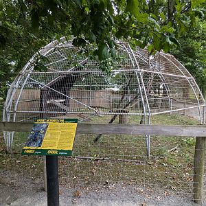 Birds of Prey - Great Horned Owl