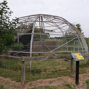 Birds of Prey - Eurasian Eagle Owl