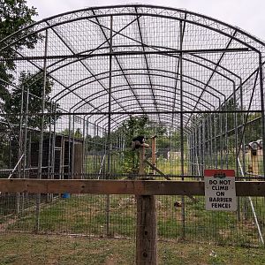 Birds of Prey - Andean Condor #2