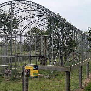 Birds of Prey - Andean Condor #1