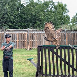 Wonders of Flight Birds of Prey Show