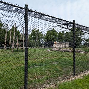 Base Camp - Siberian tiger