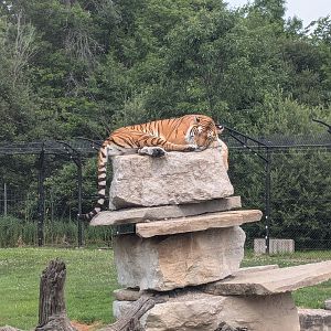 Base Camp - Siberian tiger