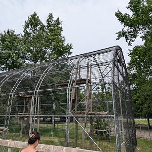 Primate Path - Lars gibbon