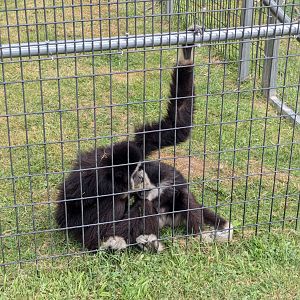 Primate Path - Lar's gibbon