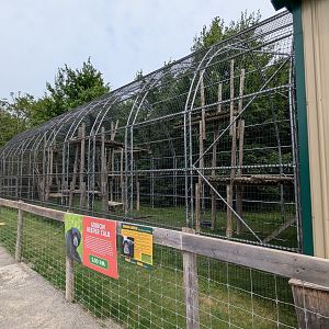 Primate Path - Siamang #1