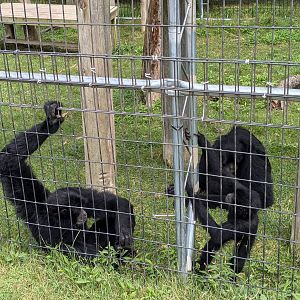 Primate Path - Siamang #1