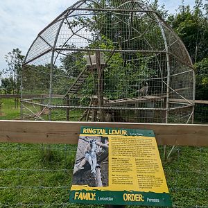 Primate Path - Ring-tailed Lemur