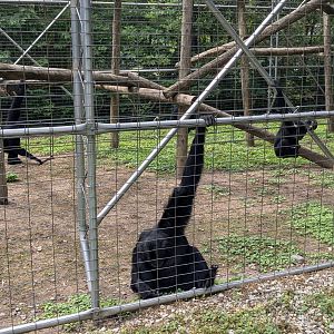 Primate Path - Siamang #2
