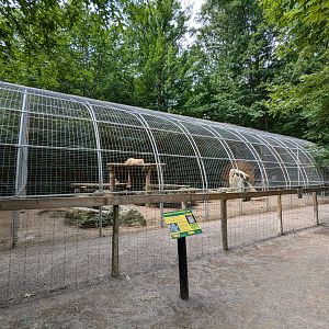 Silent Forest - South African Lion