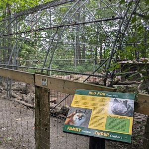 Silent Forest - Red fox