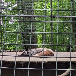 Silent Forest - Red fox