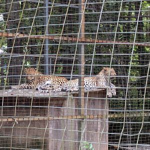 Silent Forest - "African" leopard