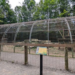 Silent Forest - "African" leopard