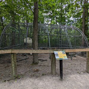 Silent Forest - American Badger