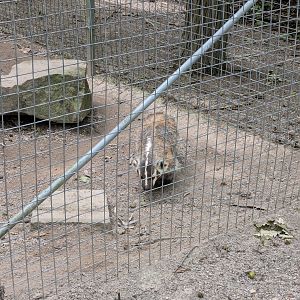 Silent Forest - American Badger