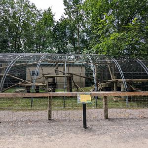 Big Cat Trek - Clouded Leopard