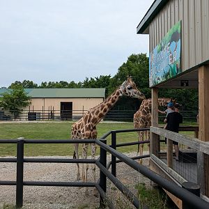 Samburu Sanctuary - Giraffe deck