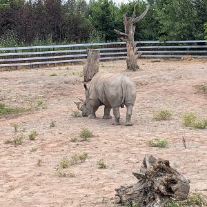 Mbali Outpost - White rhino