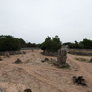 Mbali Outpost - White rhino