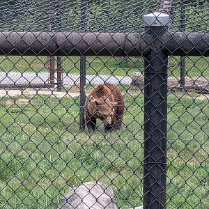 Mbali Outpost - Brown bear