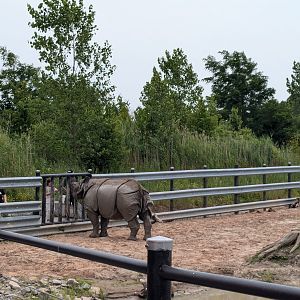 Mbali Outpost - Indian rhino