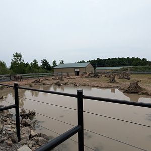 Mbali Outpost - Indian rhino