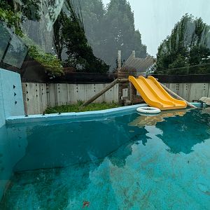 Mbali Outpost - North American river otter