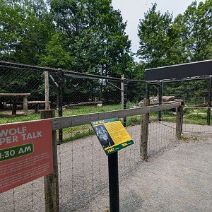 Silent Forest - Grey wolves