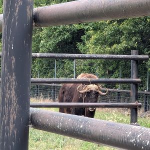 Mbali Outpost - Musk Oxen
