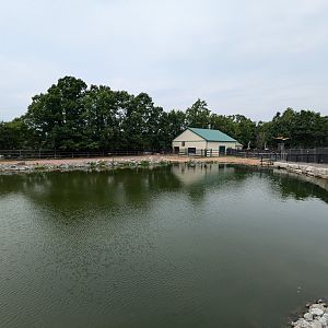 Samburu Sanctuary - Nile hippo