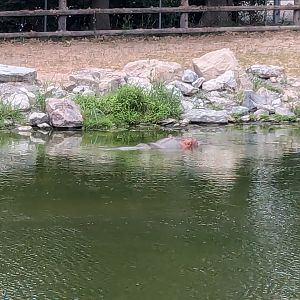 Samburu Sanctuary - Nile hippo