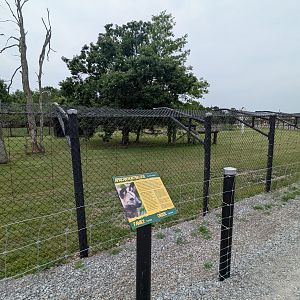 Predator Ridge - African wild dogs