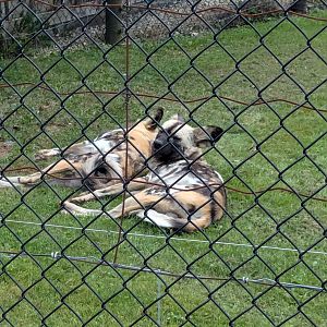 Predator Ridge - African wild dogs