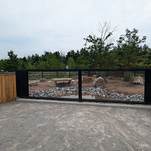 Predator Ridge - Red river hogs