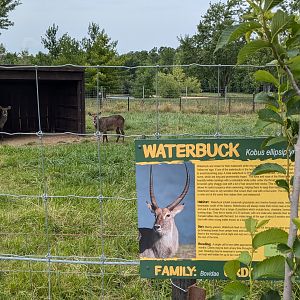 Predator Ridge - Waterbuck
