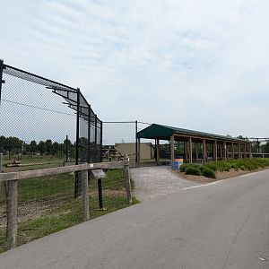 Predator Ridge - African lions