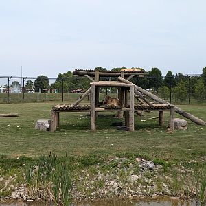 Predator Ridge - African lions