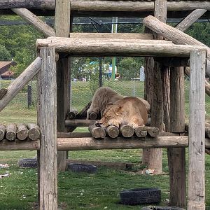 Predator Ridge - African lions