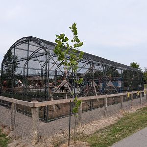 Furaha Fairgrounds - Macaws