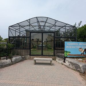 Furaha Fairgrounds - Common squirrel monkey
