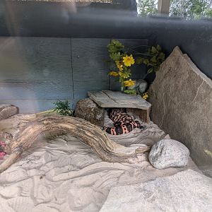 Reptile House - Gila monster