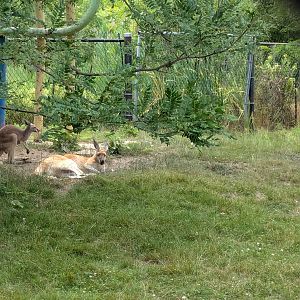 Serengeti Savana - Red kangaroo